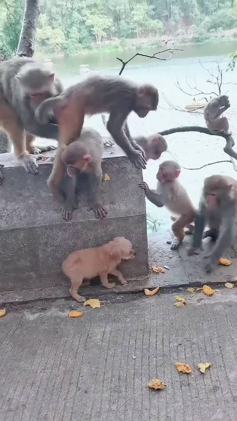 比特犬vs猴子视频直播,一场不该被围观的流量狂欢 比特犬vs猴子视频直播,一场不该被围观的流量狂欢